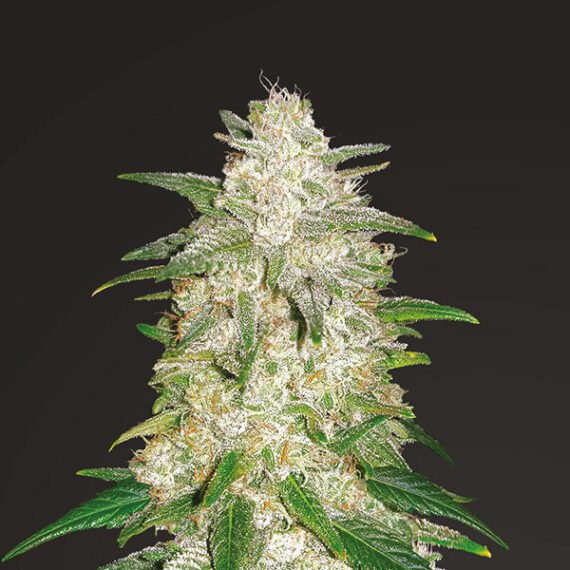 Gelato