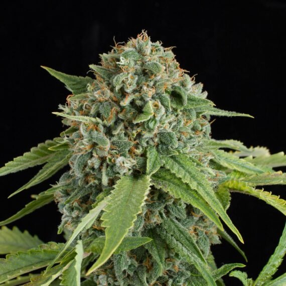 White Widow Autoflower